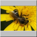 Lasioglossum leucozonium - Furchenbiene w05a 10mm - Teverener Heide det.jpg